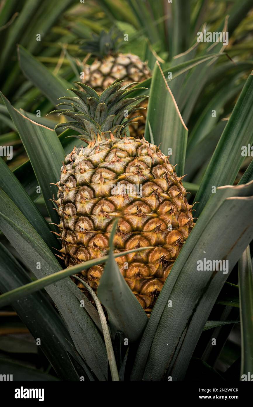 Ananas Plantation Azzorre, Portogallo Foto Stock