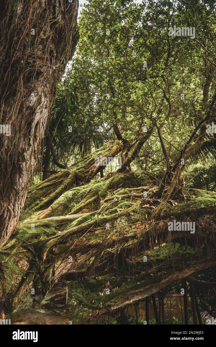 Azzorre Giardini Fiume Foto Stock