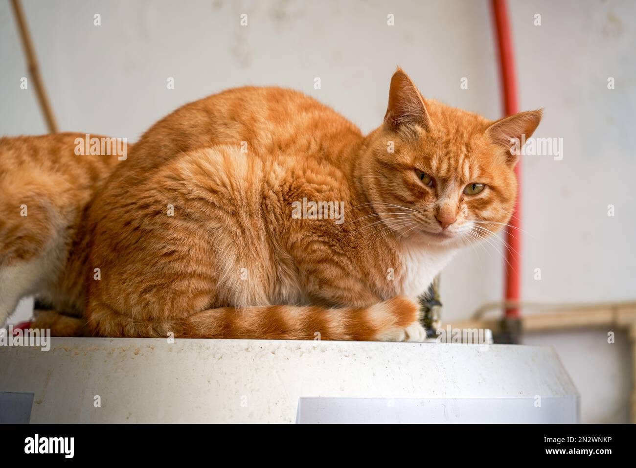 Un gatto arancione rotondo e bello gatto pastorale cinese Foto stock - Alamy