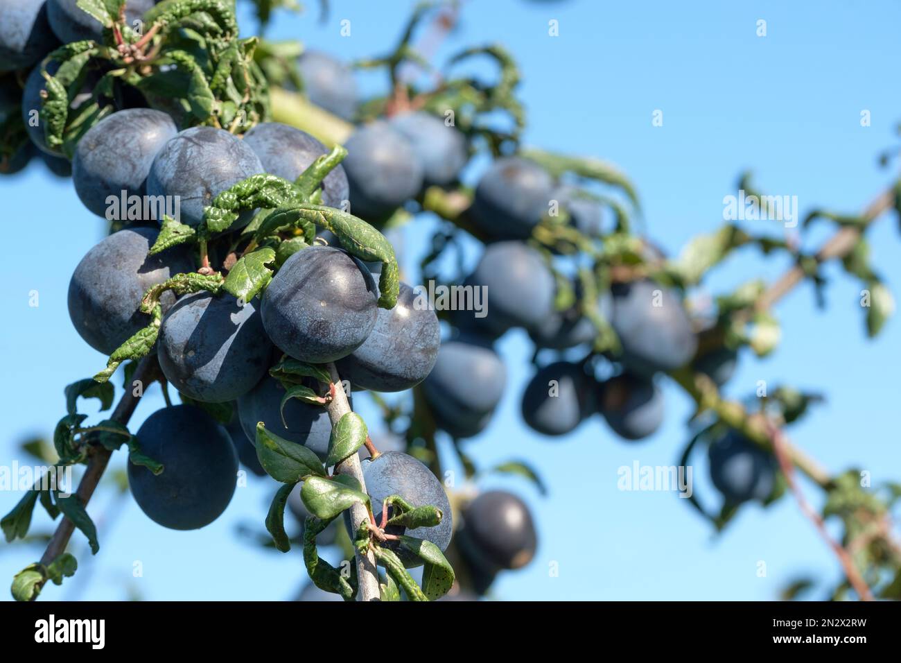 Prunus domestica Langley Bullace, damson Langley Bullace, damson culinario tardivo che cresce sull'albero Foto Stock
