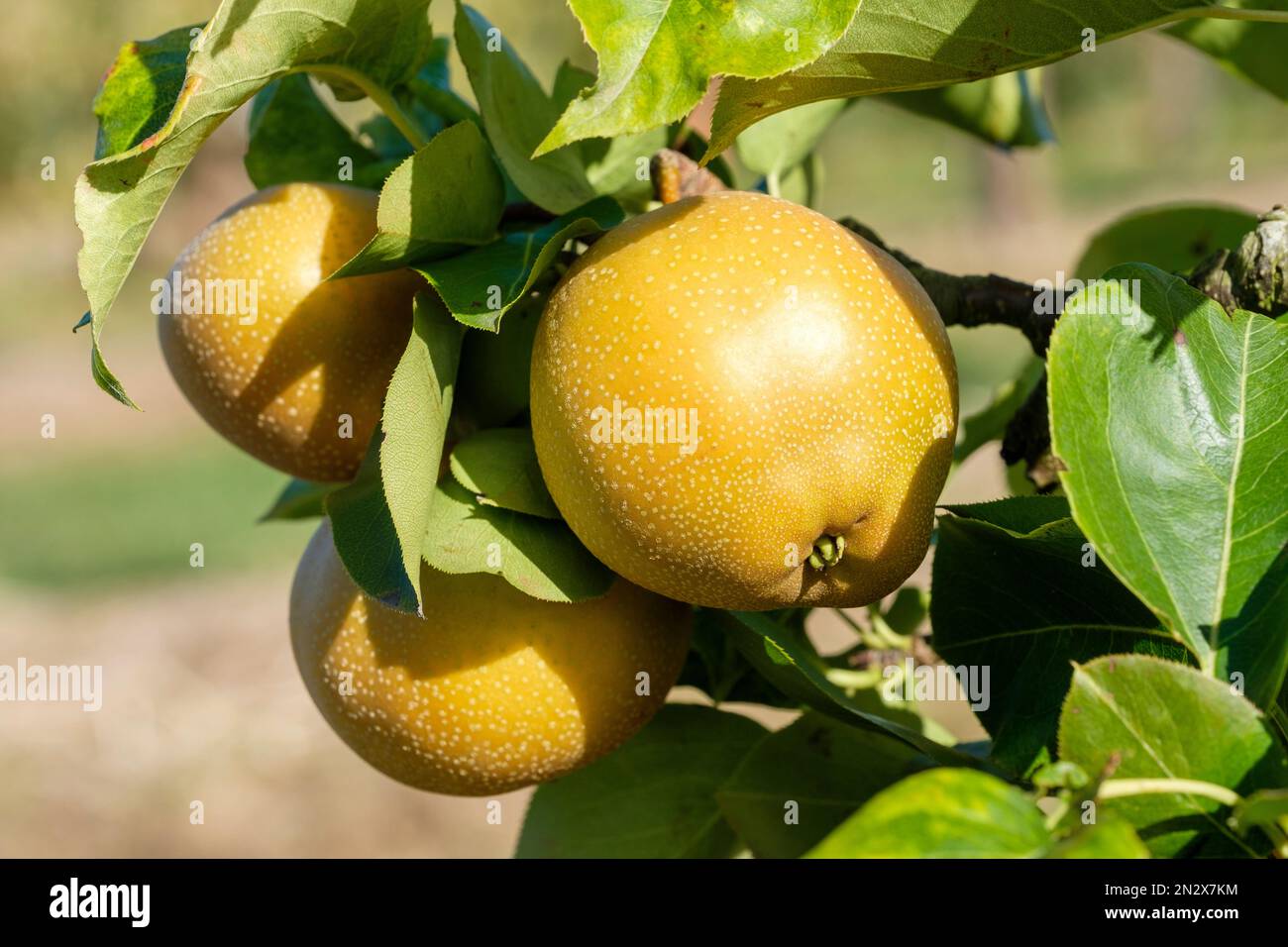 Pyrus pirifolia Niitaka, Asian Pear Niitaka Pear, nashi pera, mela pera, sabbia pera, melone pera. Frutta marrone-russet sull'albero Foto Stock