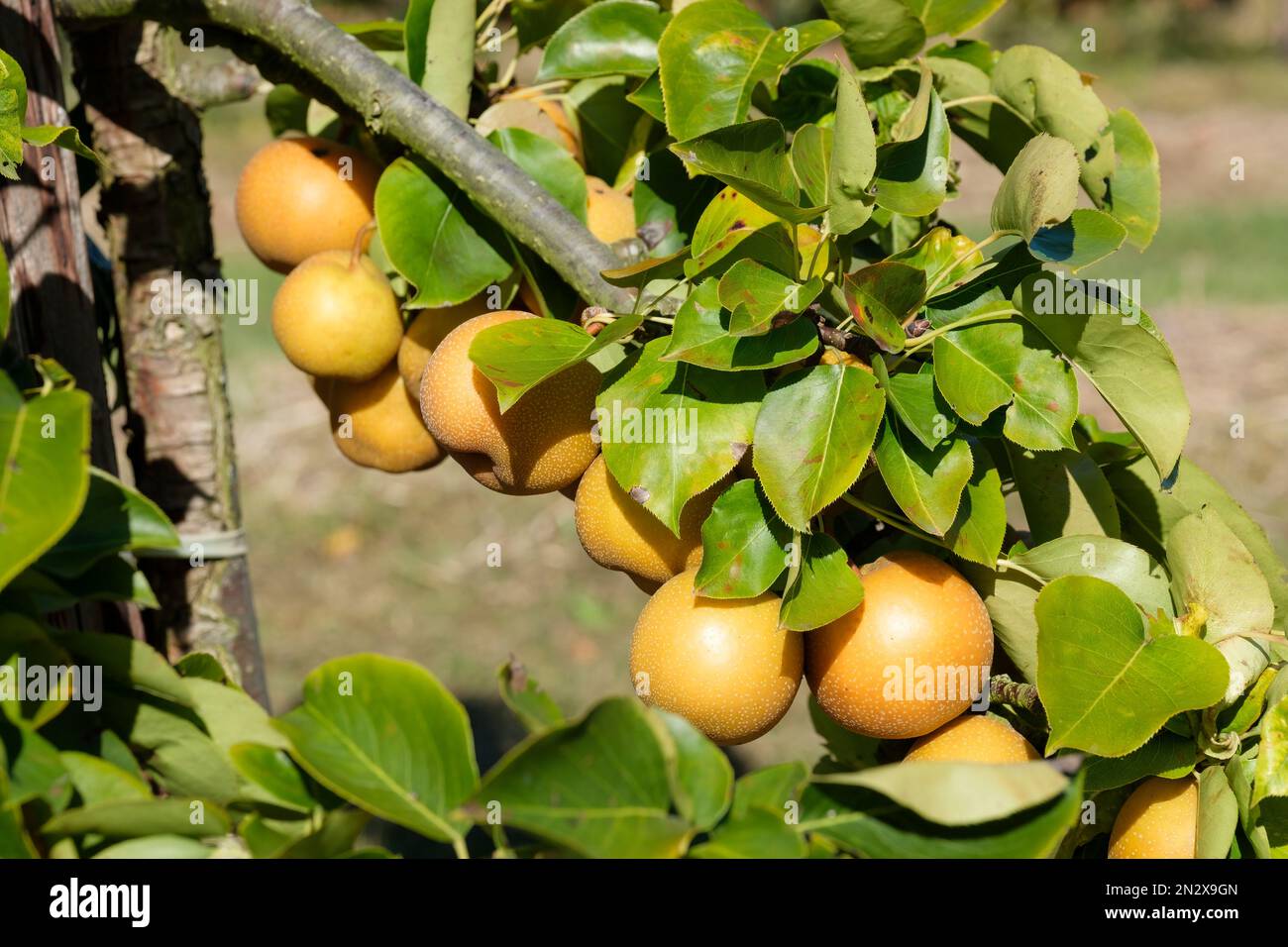 Pyrus pirifolia Niitaka, Asian Pear Niitaka Pear, nashi pera, mela pera, sabbia pera, melone pera. Frutta marrone-russet sull'albero Foto Stock