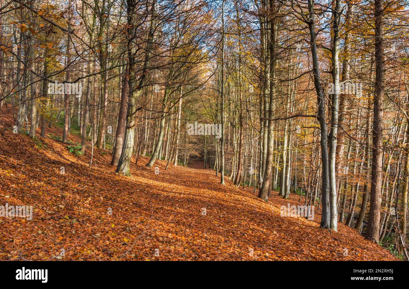 Sole e ombre su uno spesso tappeto di foglie di faggio caduto nel bosco vicino a Middleton a Teesdale Foto Stock