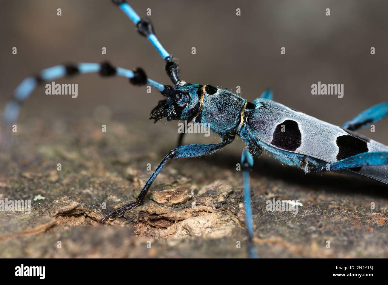 Rosalia alpina, Rosalia Longicorn, Alpenbock, dettaglio Foto Stock