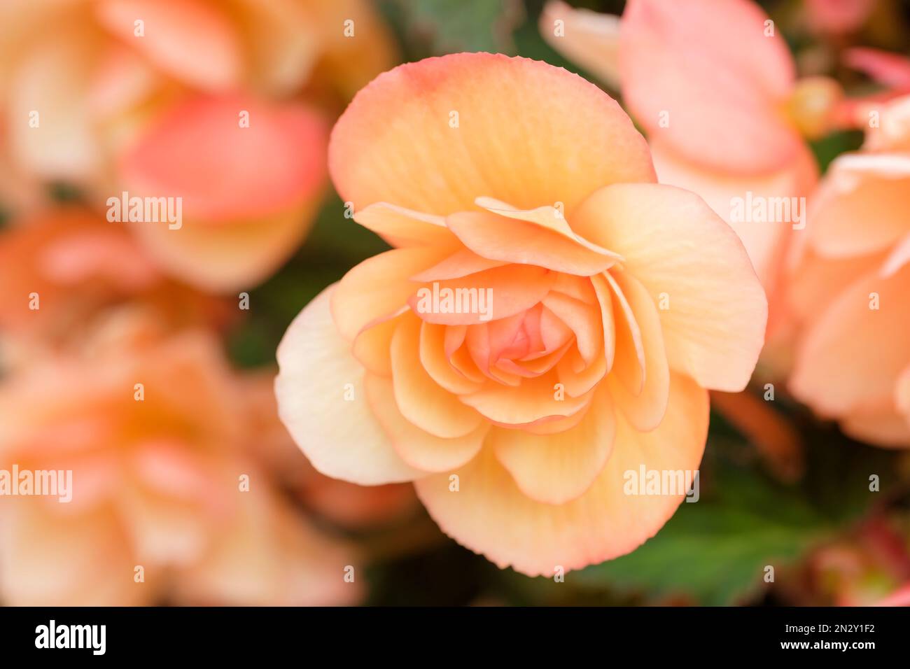 Begonia Apricot Delight, Fragrant Falls serie, doppio fiore di fiori color albicocca Foto Stock