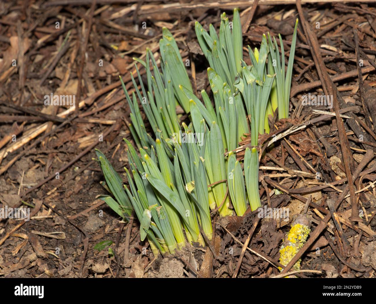Alla fine dell'inverno i germogli verdi emergono dal terreno boschivo mentre i fiori selvatici iniziano ad emergere per la primavera. I narcisi sono uno dei primi a mostrare. Foto Stock
