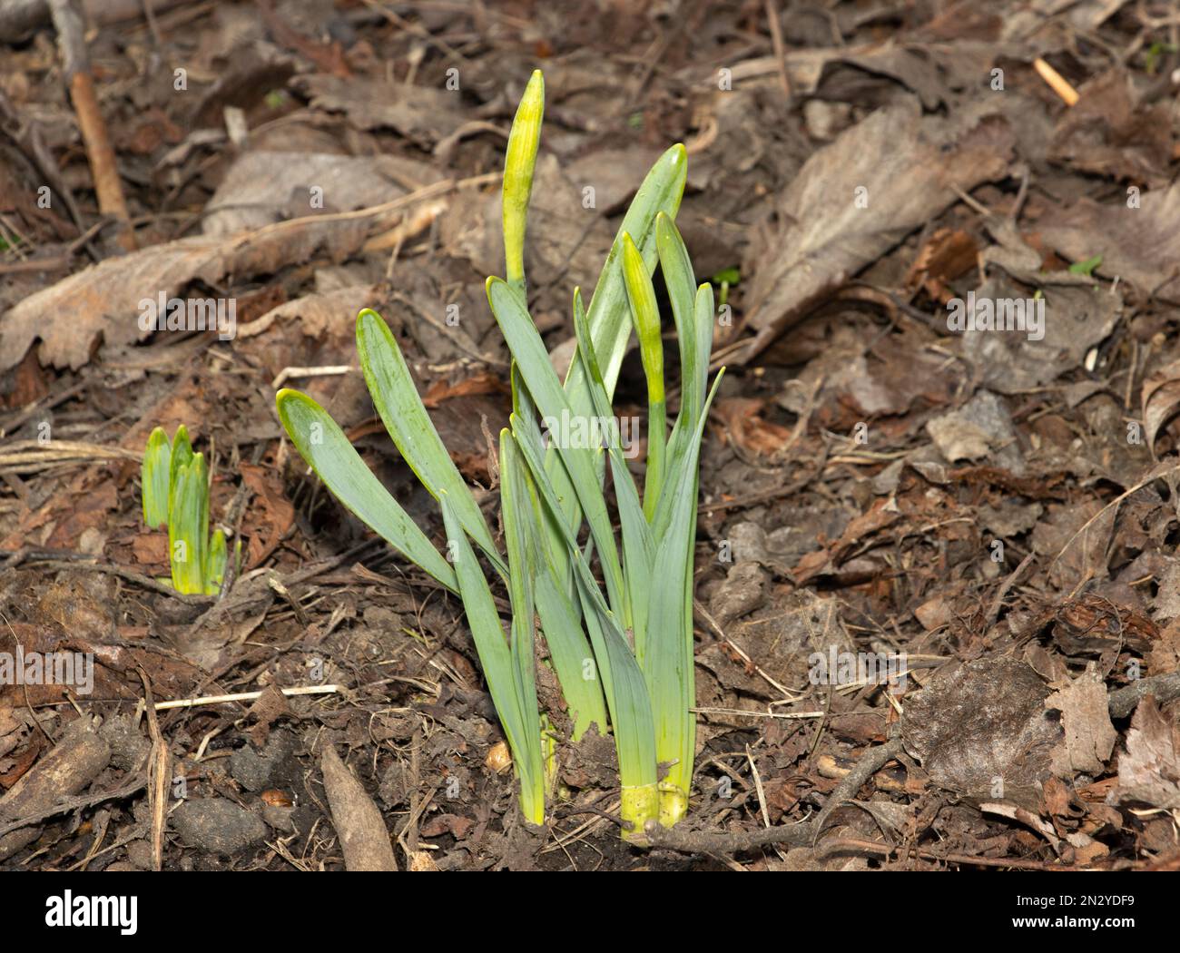 Alla fine dell'inverno i germogli verdi emergono dal terreno boschivo mentre i fiori selvatici iniziano ad emergere per la primavera. I narcisi sono uno dei primi a mostrare. Foto Stock