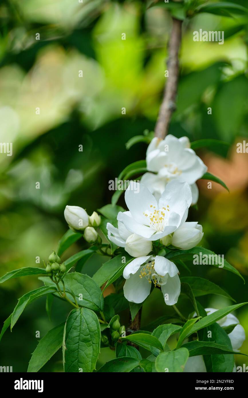 Philadelphus x virginalis Burfordensis, burfordensis arancio mock, arbusto deciduo, a forma di coppa, fiori bianchi Foto Stock