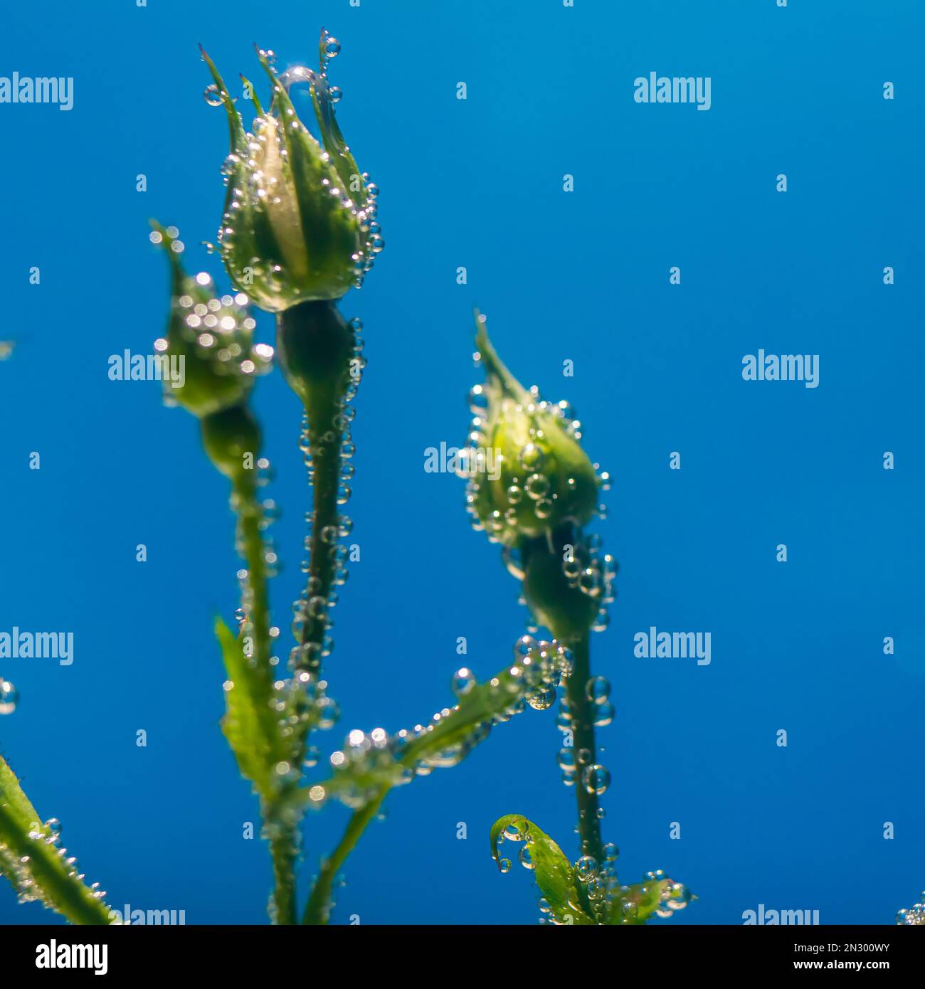 rosa bianca sott'acqua con bolle d'aria su sfondo blu Foto Stock
