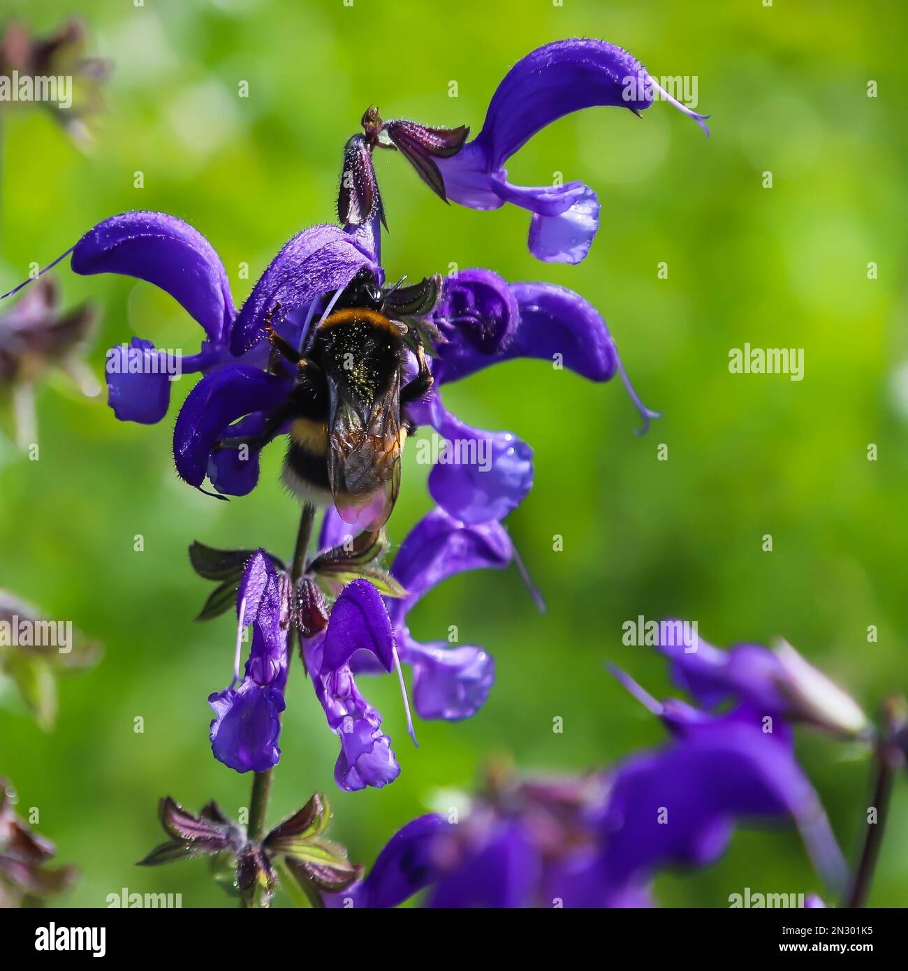 bumblebees su fiori selvatici blu primo piano su uno sfondo verde Foto Stock