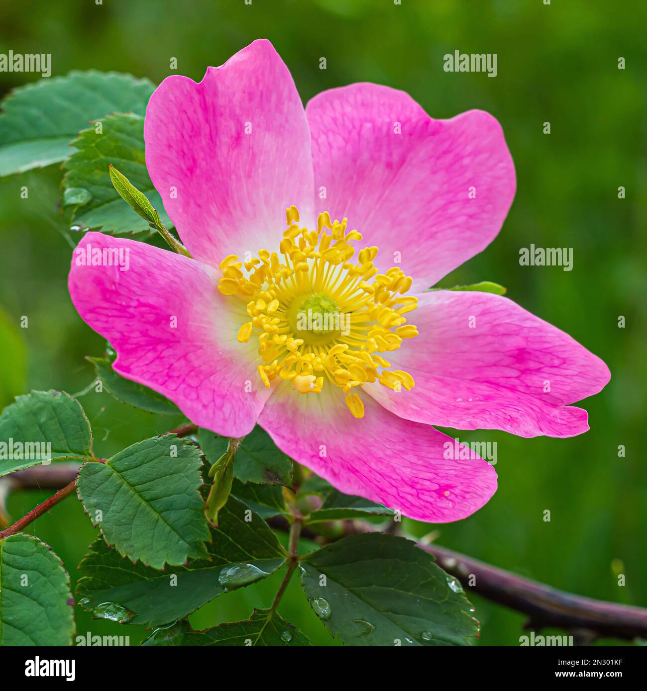 rosa fiore d'anca in ambiente naturale primo piano Foto Stock