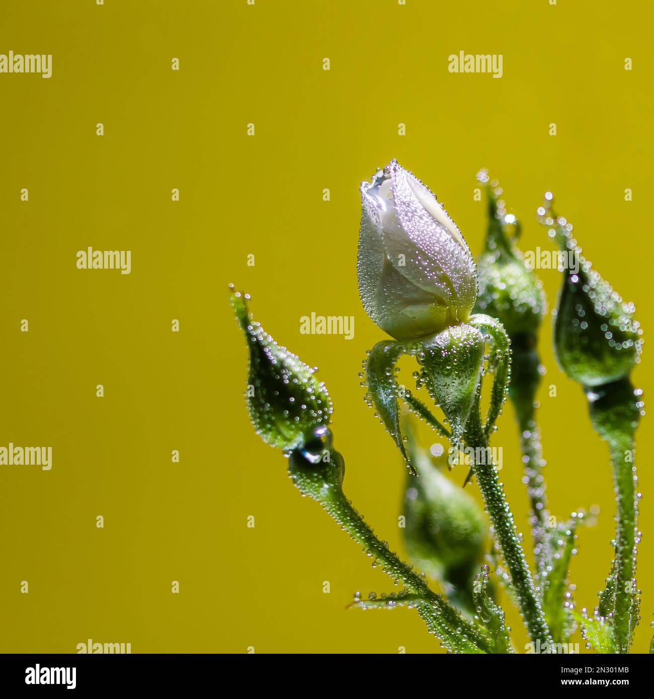 Rosa sott'acqua con bolle d'aria su sfondo rosso Foto Stock