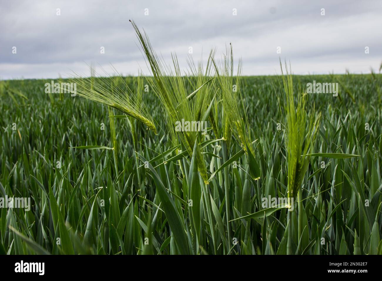 nel campo dell'azienda agricola crescono in estate spikelets di segale verde Foto Stock