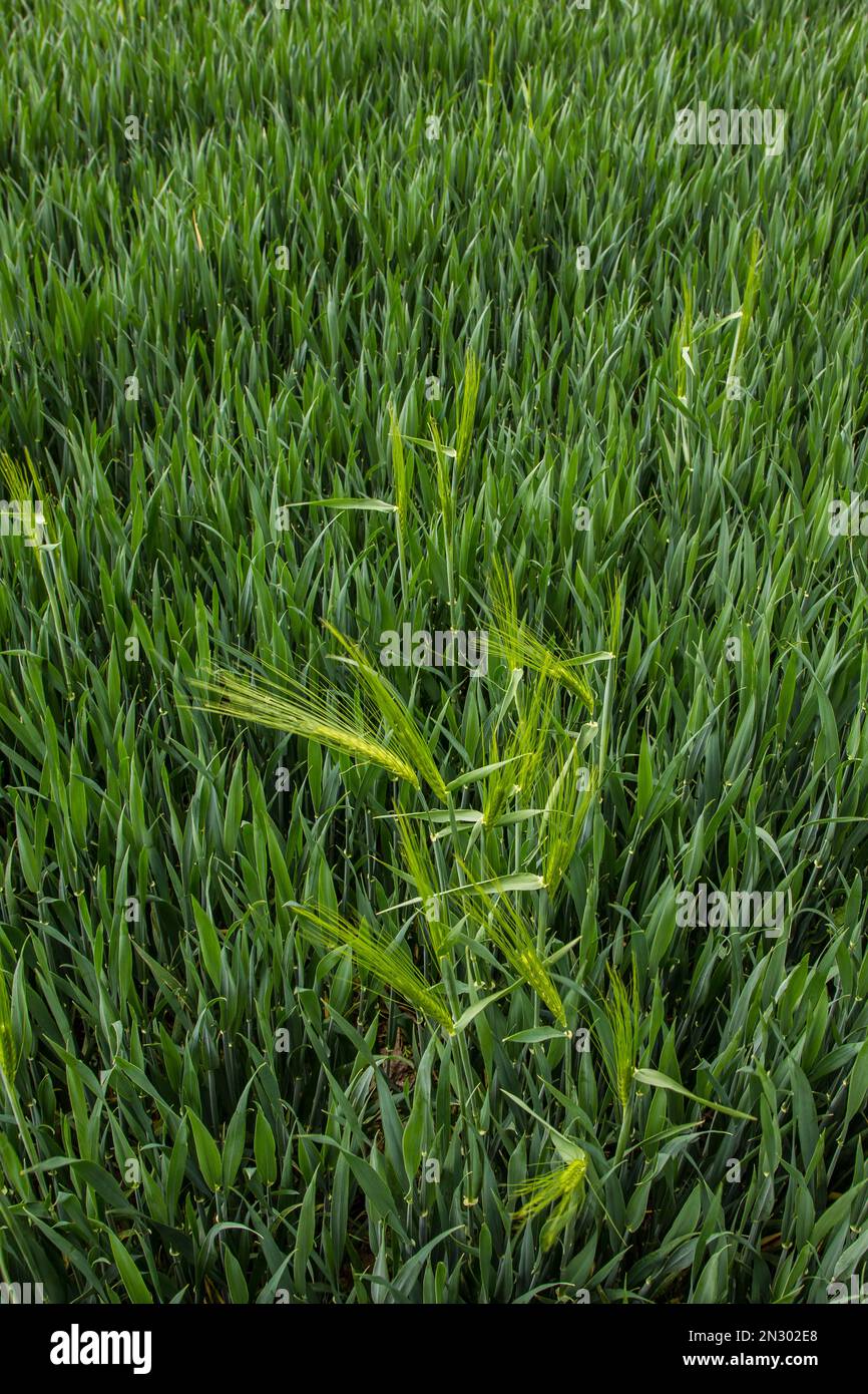 nel campo dell'azienda agricola crescono in estate spikelets di segale verde Foto Stock