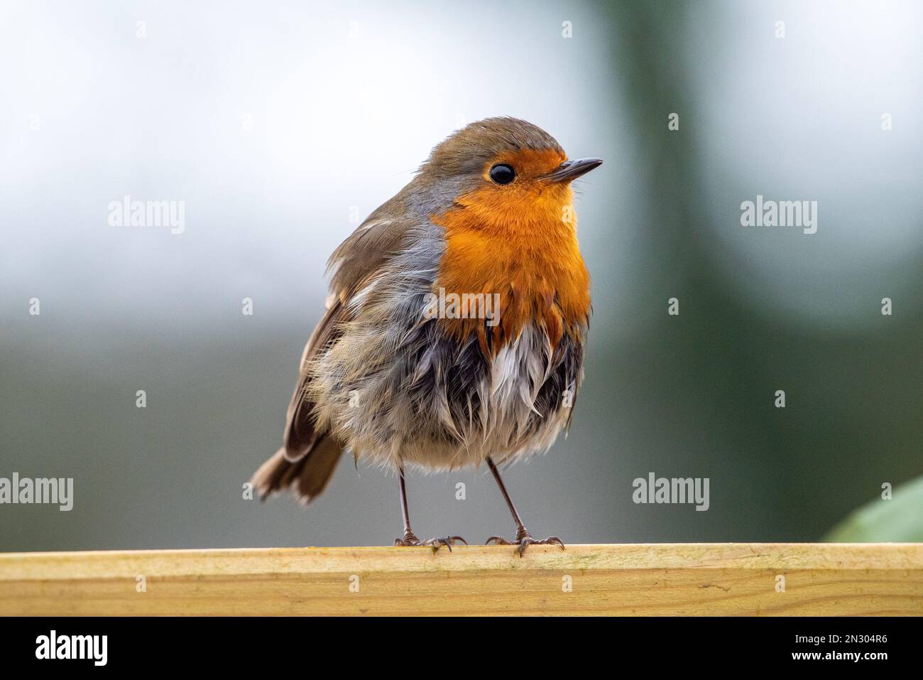 Arnside, Milnthorpe, Cumbria, Regno Unito. 7th Feb, 2023. Un robin ottenere un po 'di umidità sotto la pioggia oggi ad Arnside, Cumbria. Credit: John Eveson/Alamy Live News Foto Stock