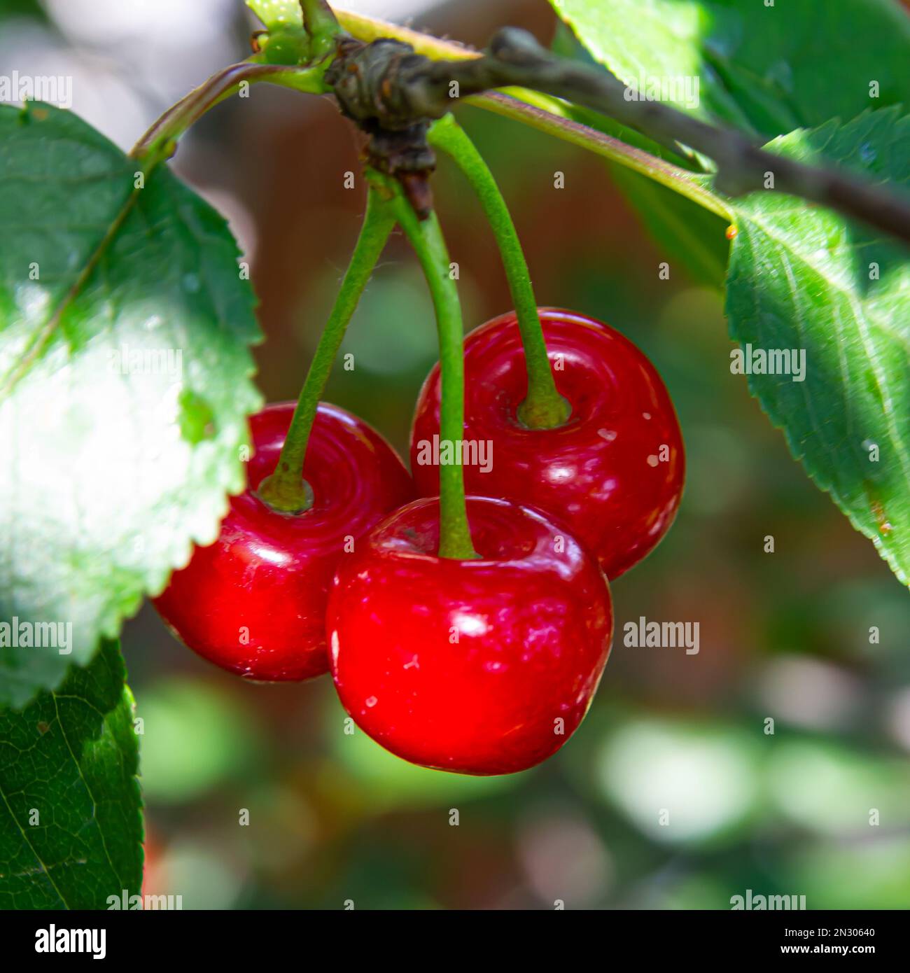 Ciliegie rosse mature appese sui rami di un albero in una giornata di sole estivo Foto Stock