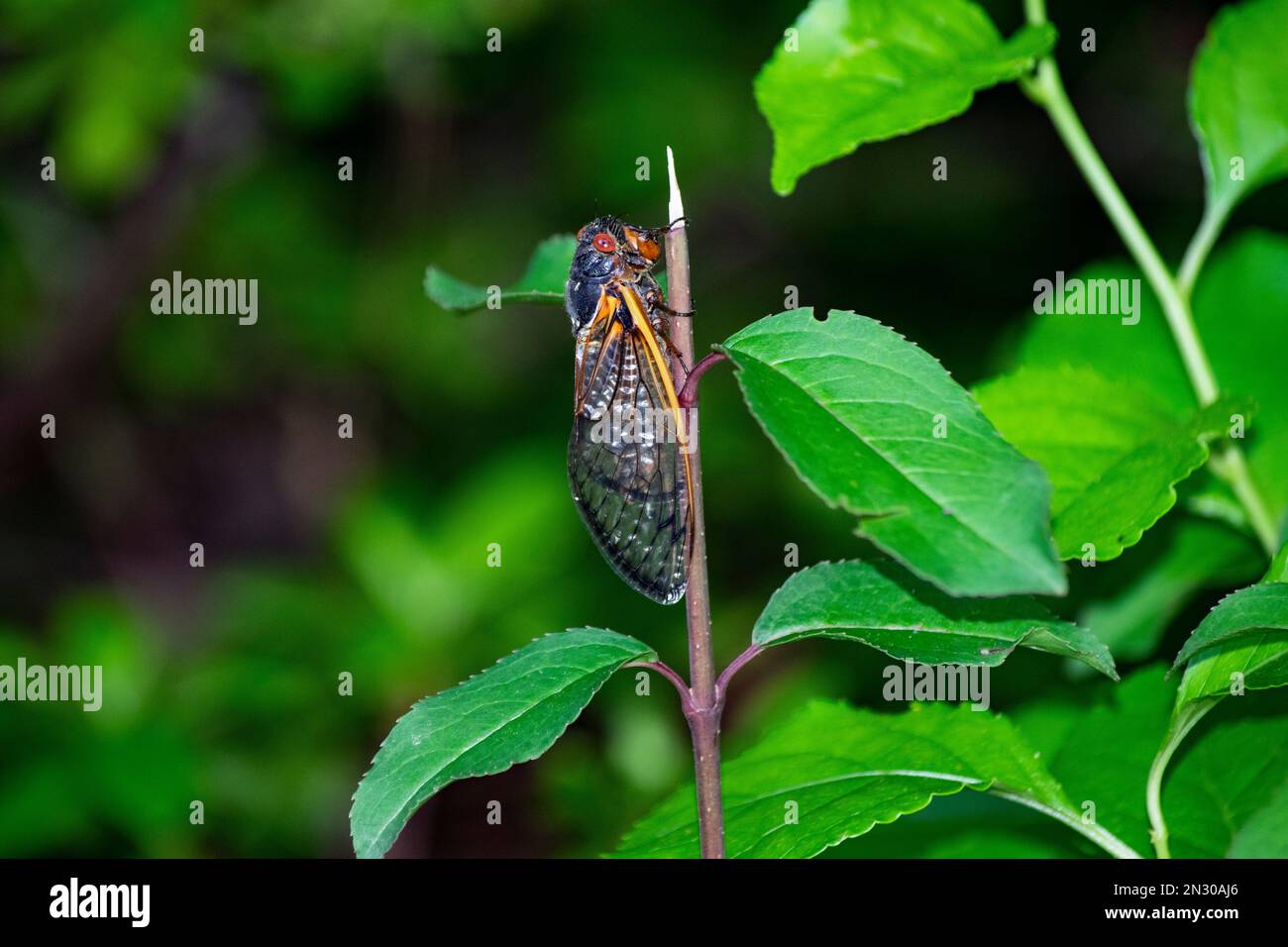 cicada 17 anni, artropodi, artropodi, biodiversità, covata x, covata x cicada, bug, cicada, cicale, primo piano, occhi composti, creatura, entomologia, occhi Foto Stock