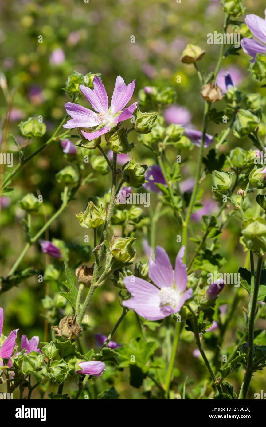 Malva thuringiaca Lavatera thuringiaca è una specie di pianta della famiglia Malvaceae. Foto Stock