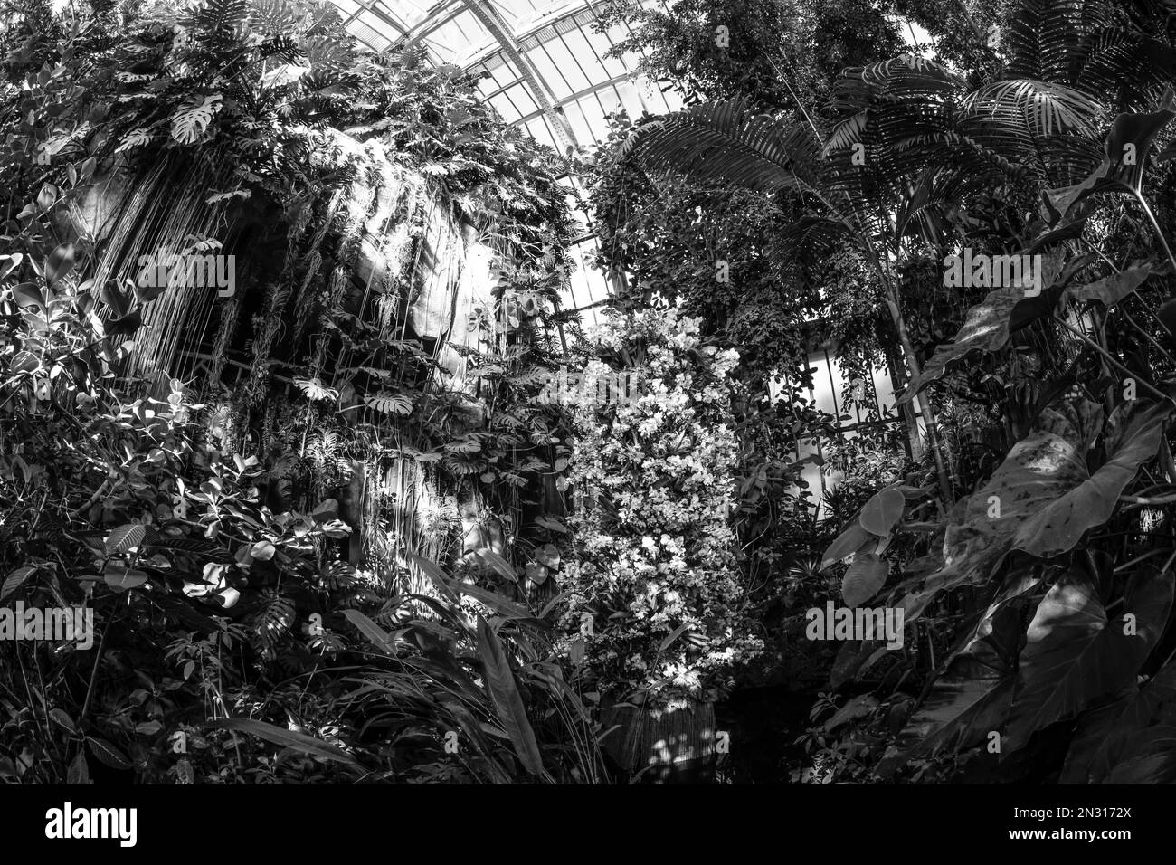 UNA MOSTRA DI MILLE ORCHIDEE NELLE GRANDI SERRE DEL JARDIN DES PLANTES A PARIGI Foto Stock