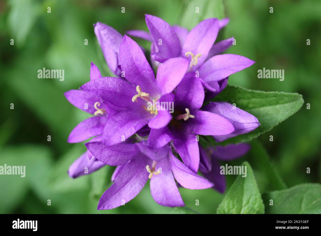 Fiori di campano viola con delicati petali e foglie verdi in giardino, glomerata Campanula, fiori di campano viola macro, bellezza nella natura, phot floreale Foto Stock