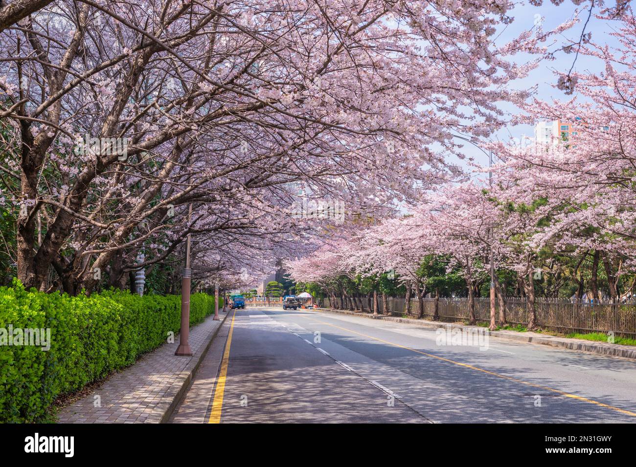 Cherry Blossom a Haeundae Dalmajigil Road, Busan Corea del Sud Foto Stock