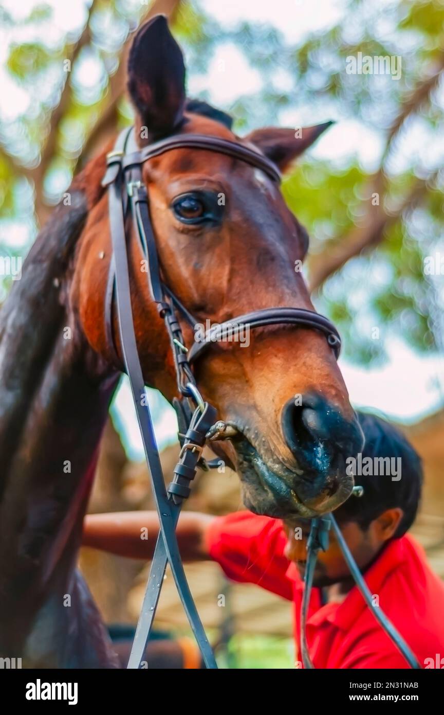 Un cavallo che viene lavato, pulito e curato da una mano stabile. Foto Stock