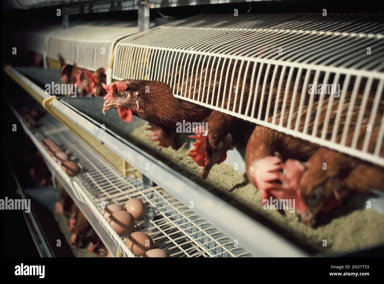 Allevamento di animali. Galline in gabbia a batteria con uova. Foto Stock