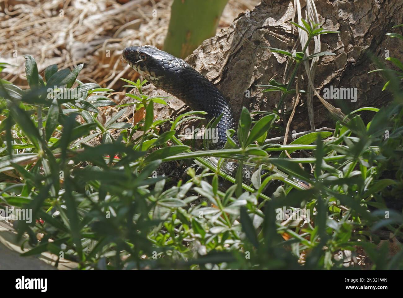 Western Whip Snake (Coluber viridiflavus) adulto emergente dalla vegetazione Sicilia, Italia Maggio Foto Stock