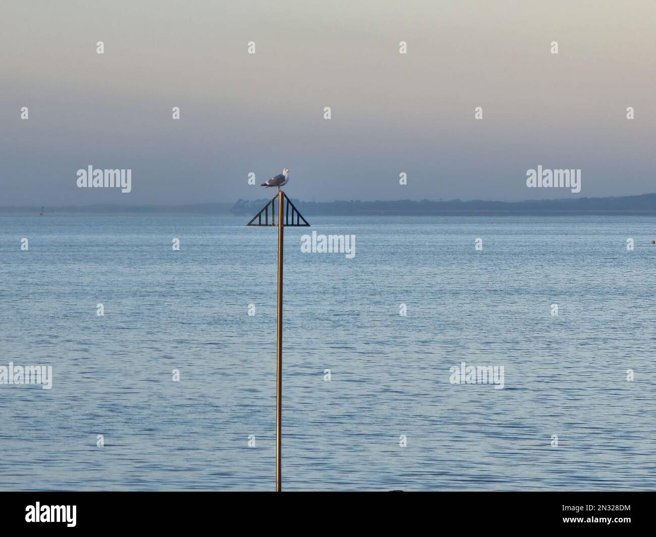 Un gabbiano arroccato sulla pole a Lee sul Solent, Hampshire, Regno Unito Foto Stock