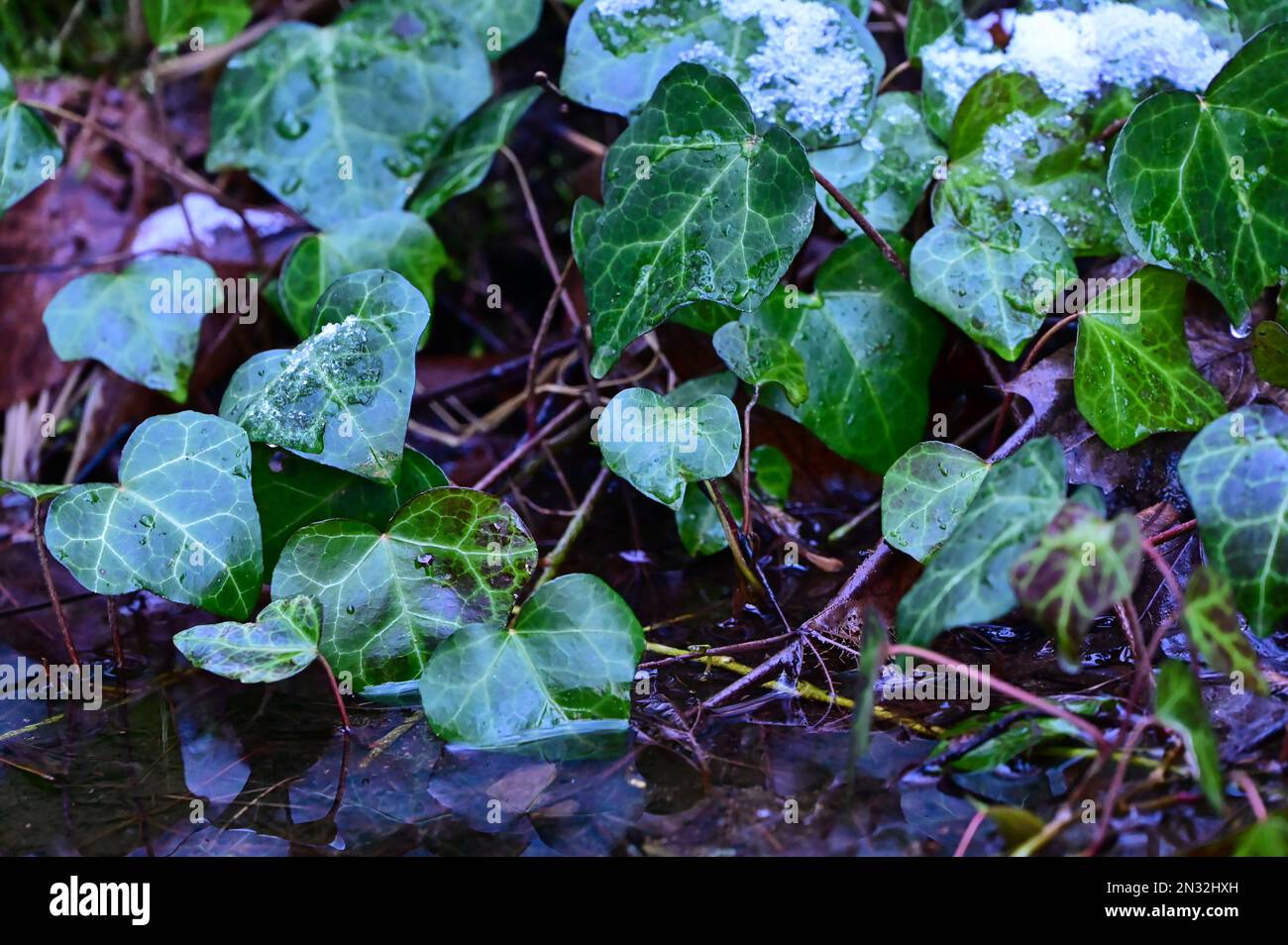 ivy lascia vicino alla riva di un torrente Foto Stock