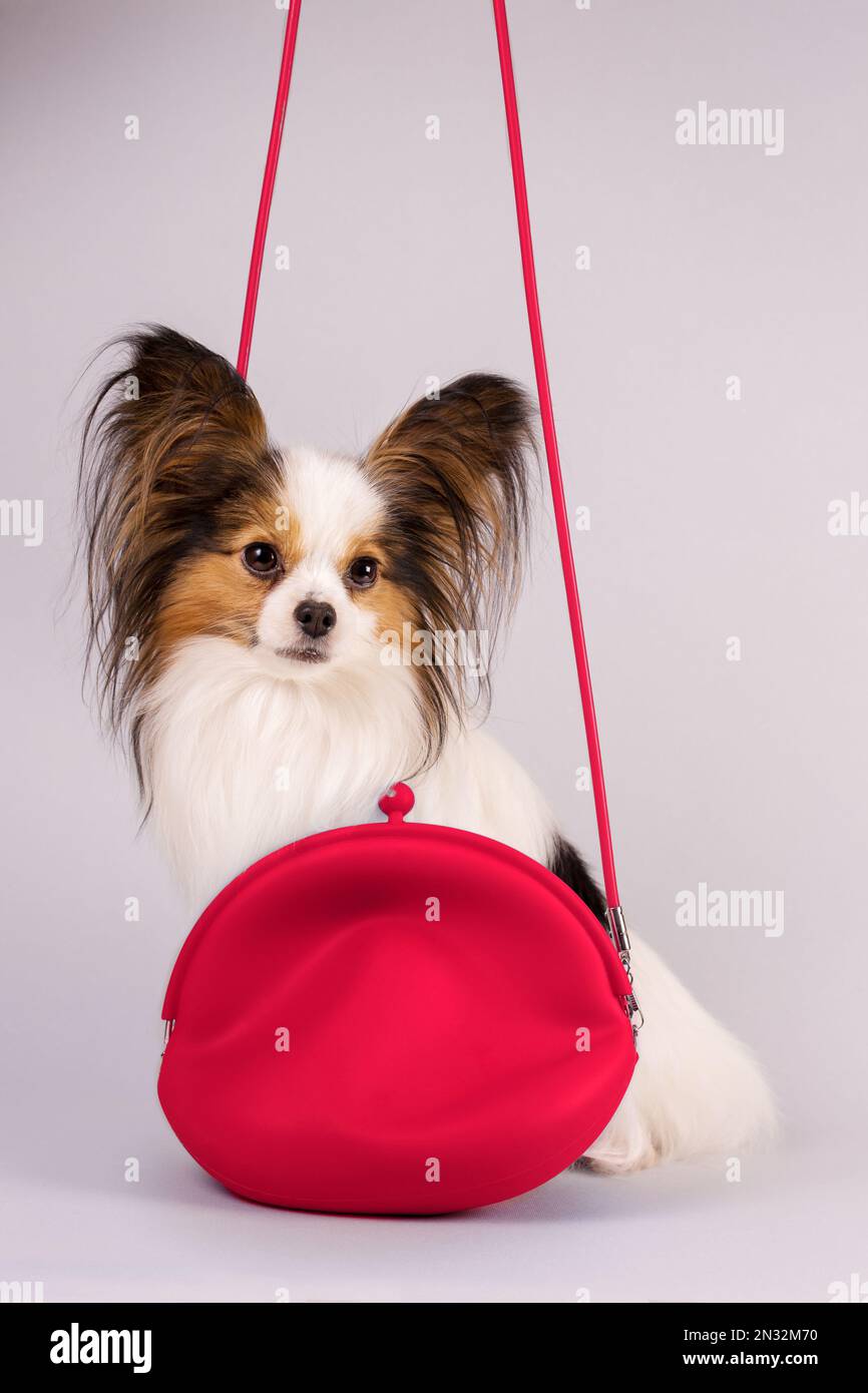 Piccolo cane bello in una borsa alla moda Foto Stock