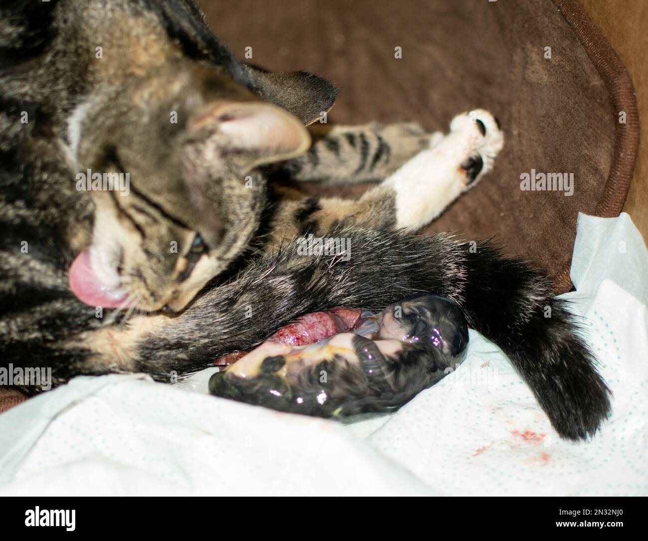 Gattino neonato nel sacco amniotico Foto Stock