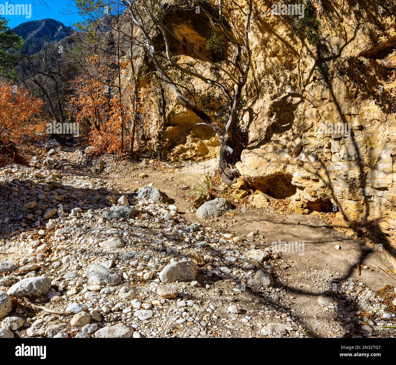Mckittick canyon immagini e fotografie stock ad alta risoluzione Alamy