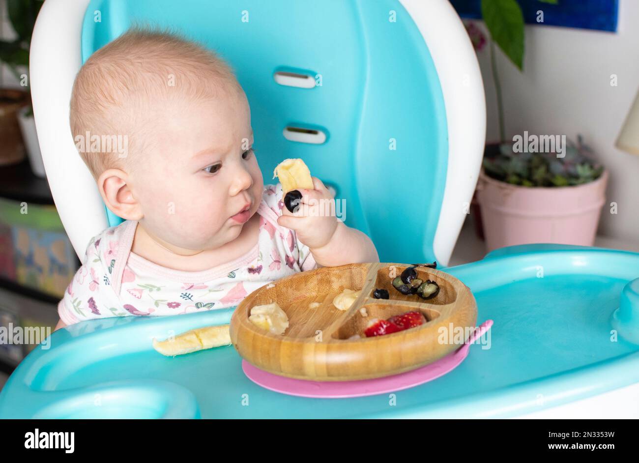 Bambino mangiare broccoli. Svezzamento guidato dal bambino. Svezzamento. Mangiare sano. Bambina caucasica seduta su un seggiolone e pranzo Foto Stock