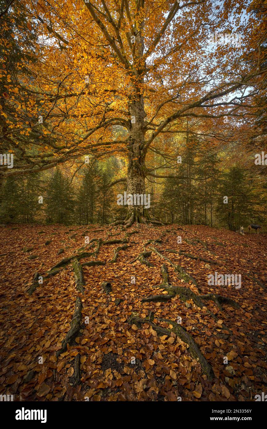 Parco Nazionale di Ordesa in autunno Foto Stock