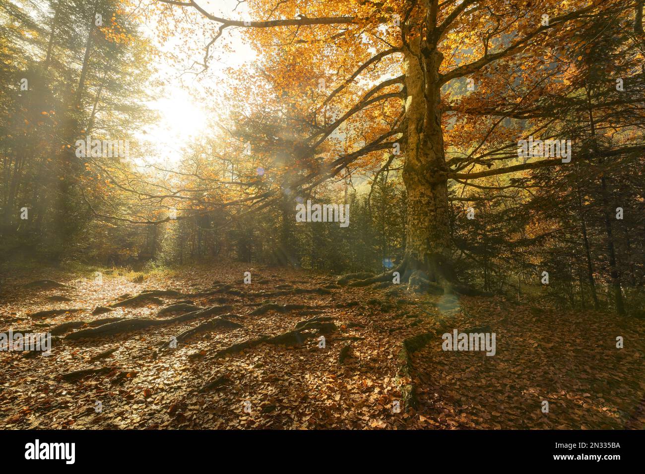 Parco Nazionale di Ordesa in autunno Foto Stock