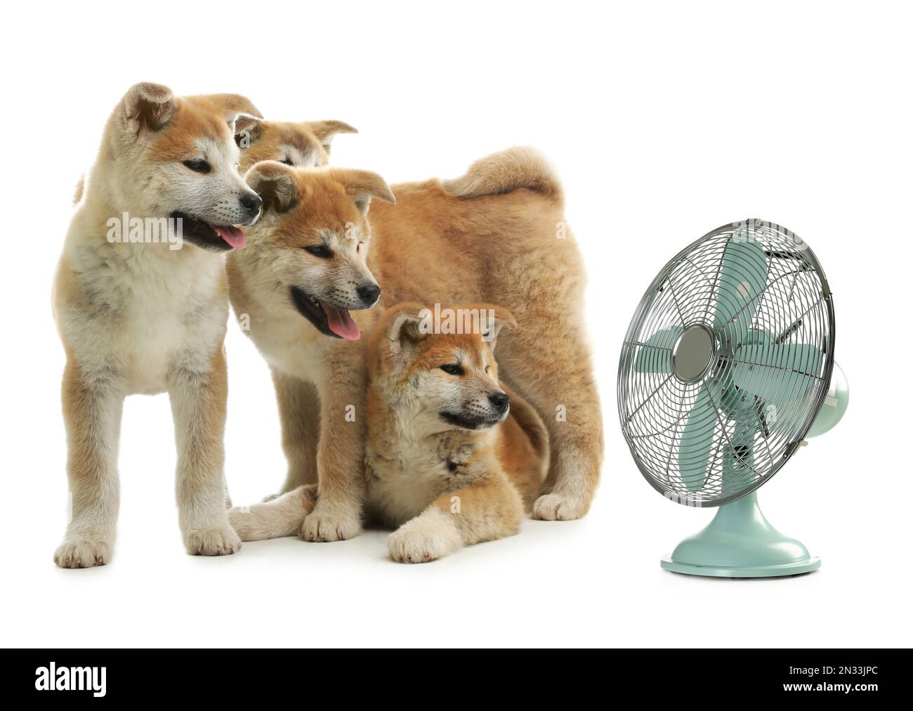 Cuccioli carini vicino al fan su sfondo bianco. Caldo estivo Foto Stock