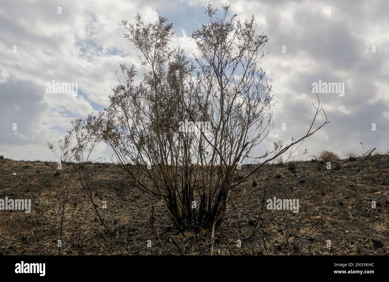 Conseguenze del fuoco selvaggio a Kai Kung Leng (Rooster Ridge) nel Lam Tsuen Country Park, Yuen Long. Almeno 2 sentieri di fiamme sul monte Kai Kung Leng bruciati per 16 ore il 24 gennaio 2023. 01FEB23 SCMP / Elson li Foto Stock