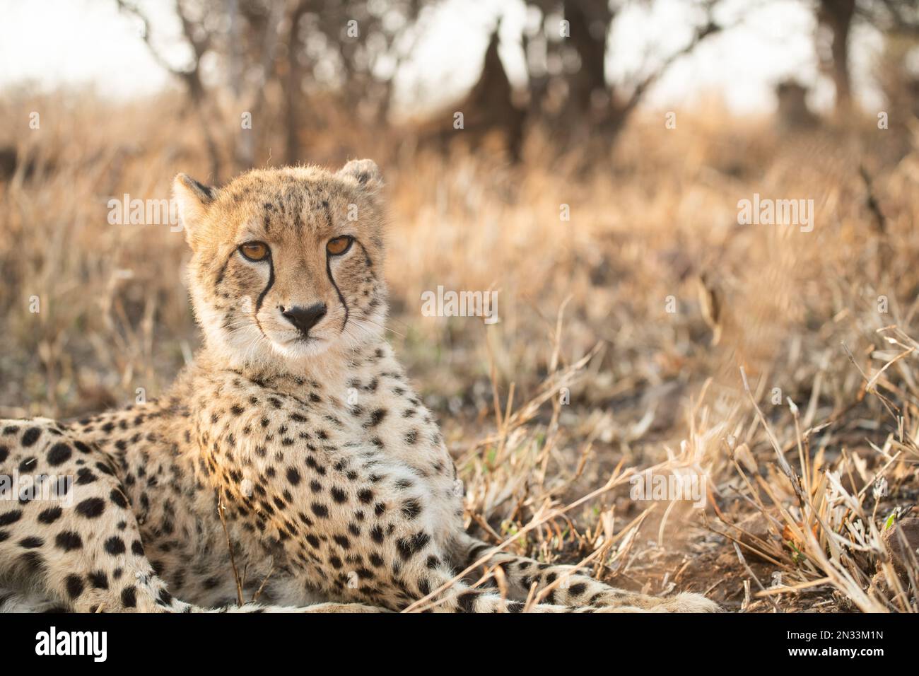 Ritratto di un ghepardo che si posa e riposa alla luce del mattino in Sud Africa Foto Stock