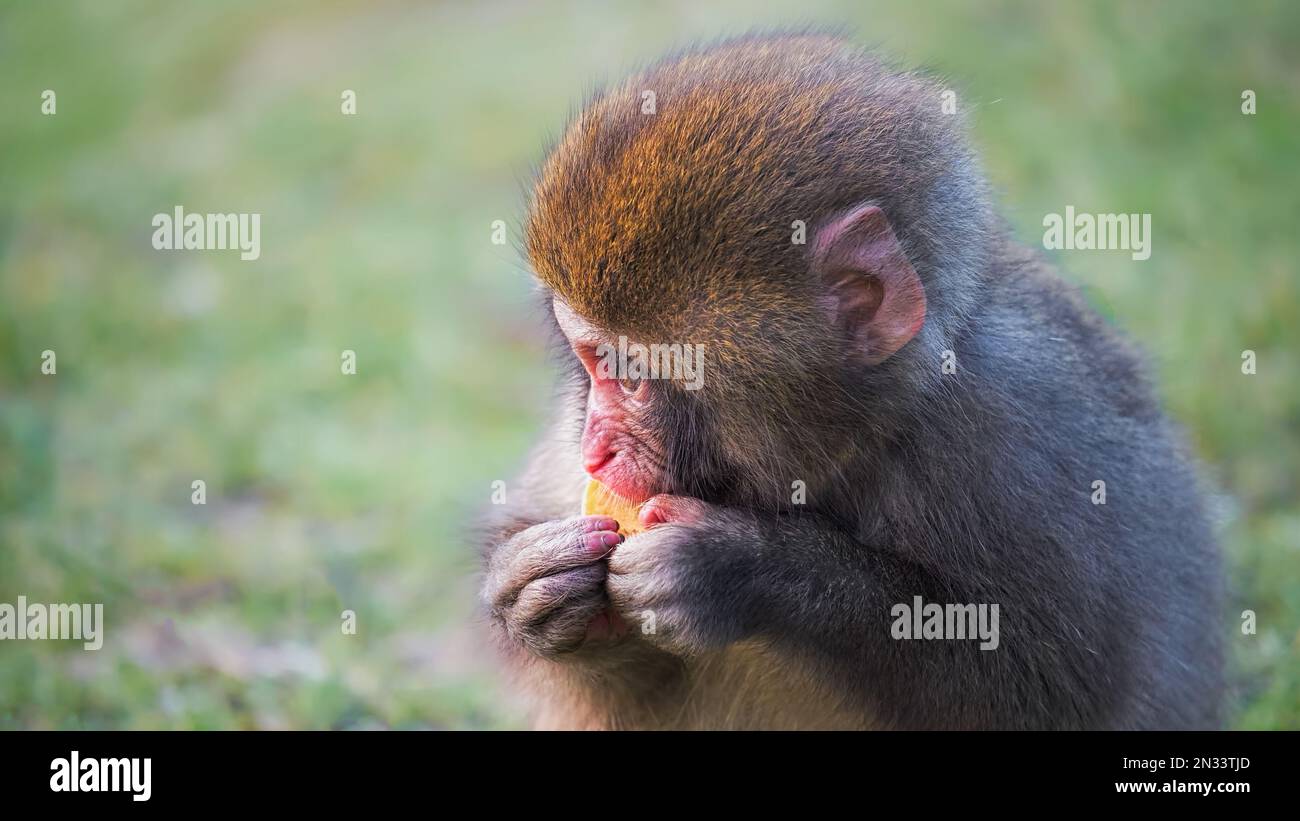 Scimmia della neve del bambino che ha qualcosa mangiare Foto Stock