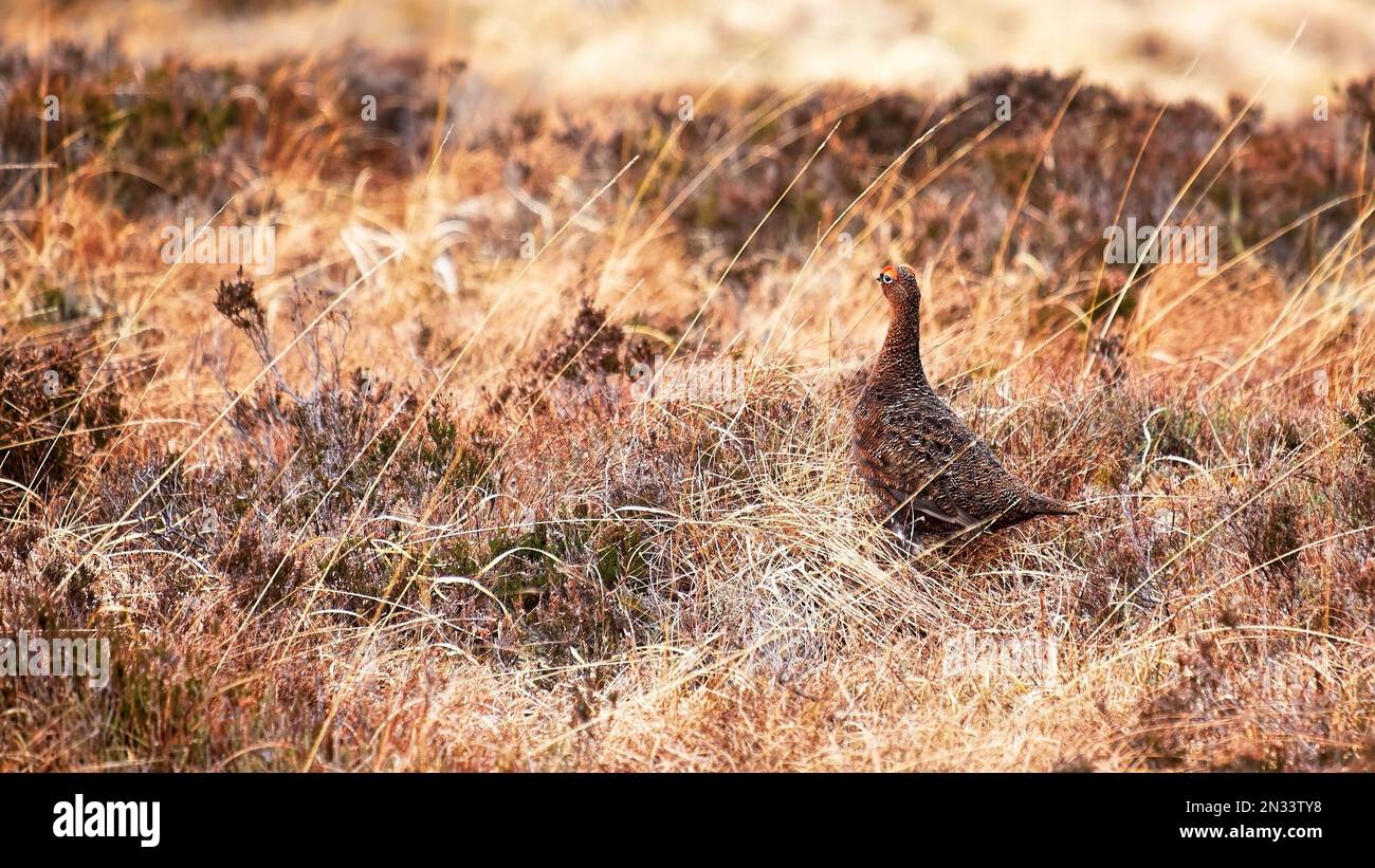 Gallo rosso nella brughiera scozzese Foto Stock