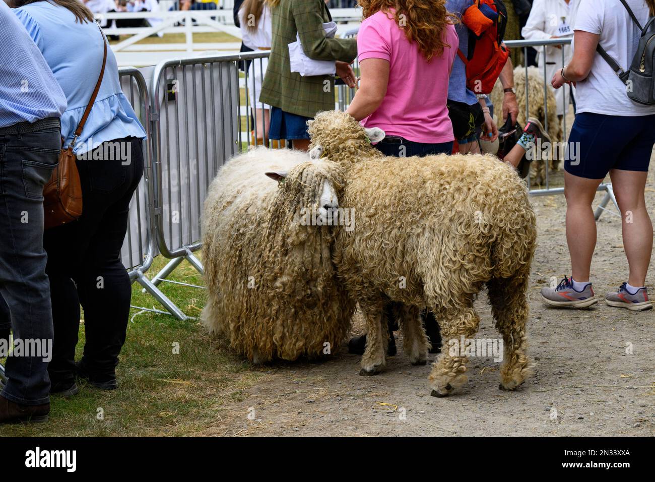 2 pedigree Lincoln Longwool pecore concorrenti (priorità pecore rare di razza ariete) in attesa da anello & contadino - Great Yorkshire Show, Harrogate, Inghilterra, UK. Foto Stock