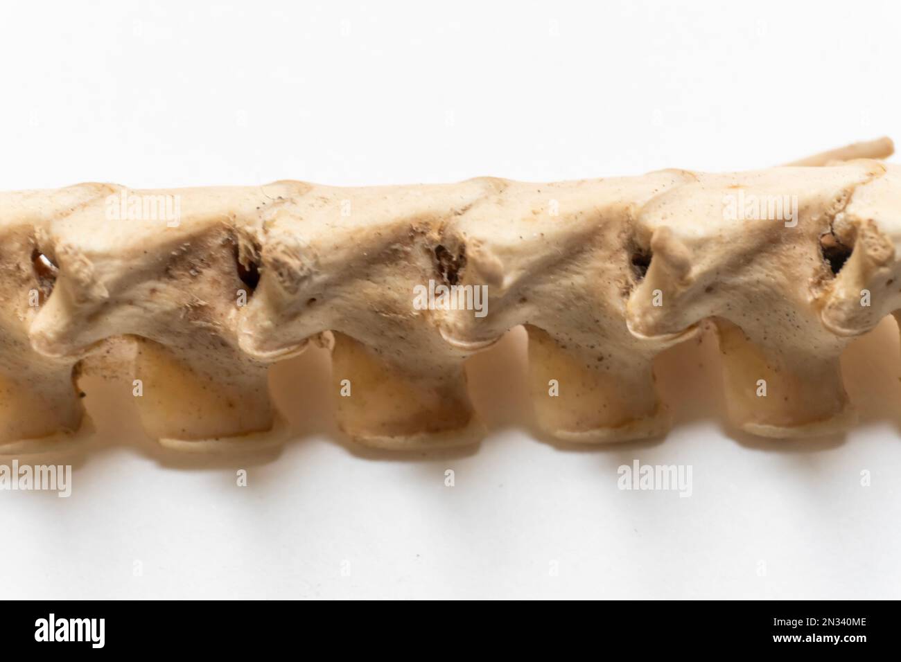 Anatomia dell'uccello. Sistema scheletrico dell'uccello. Vertebra cervicale Foto Stock