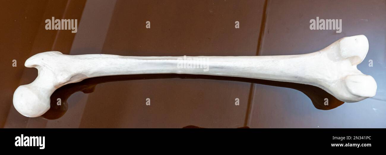 Osso femorale umano isolato su sfondo di vetro. Concetti di anatomia, medicina, biologia, scienza. Foto Stock
