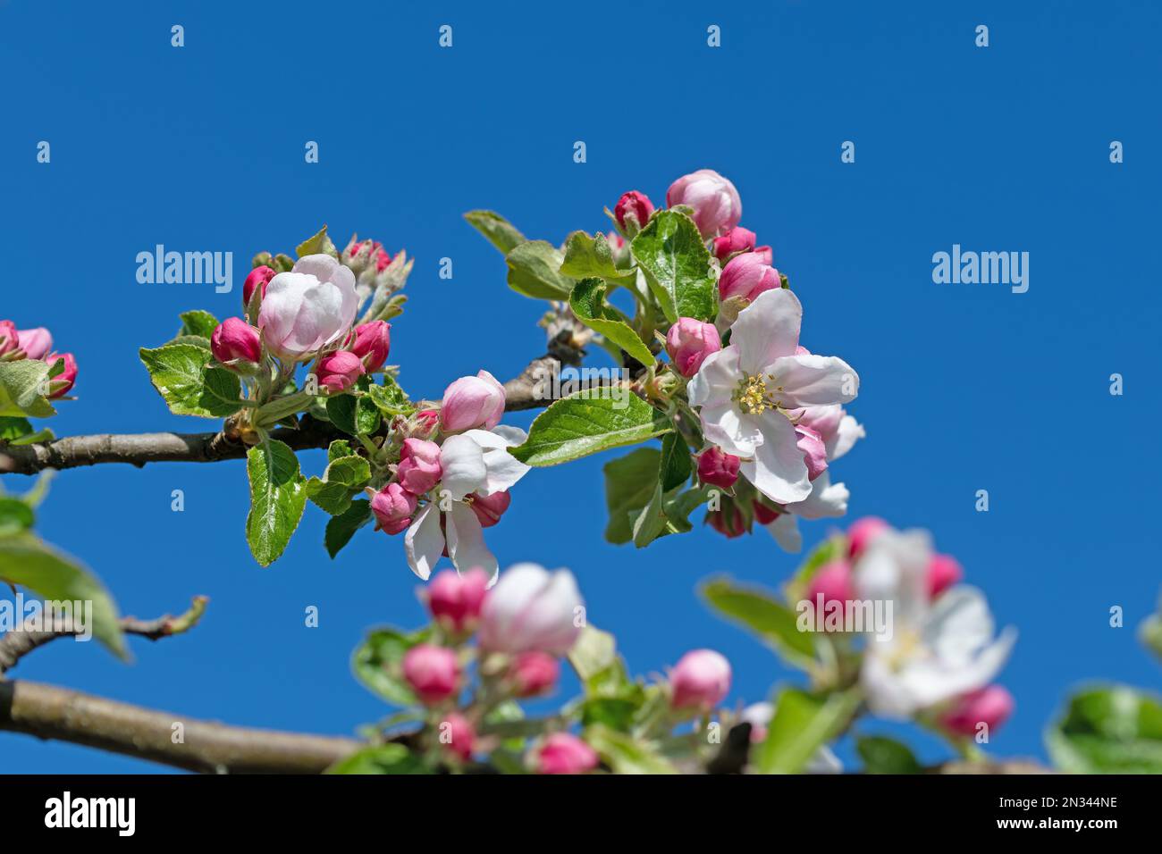 Albero di mela in fiore, malus, in primavera in un primo piano Foto Stock