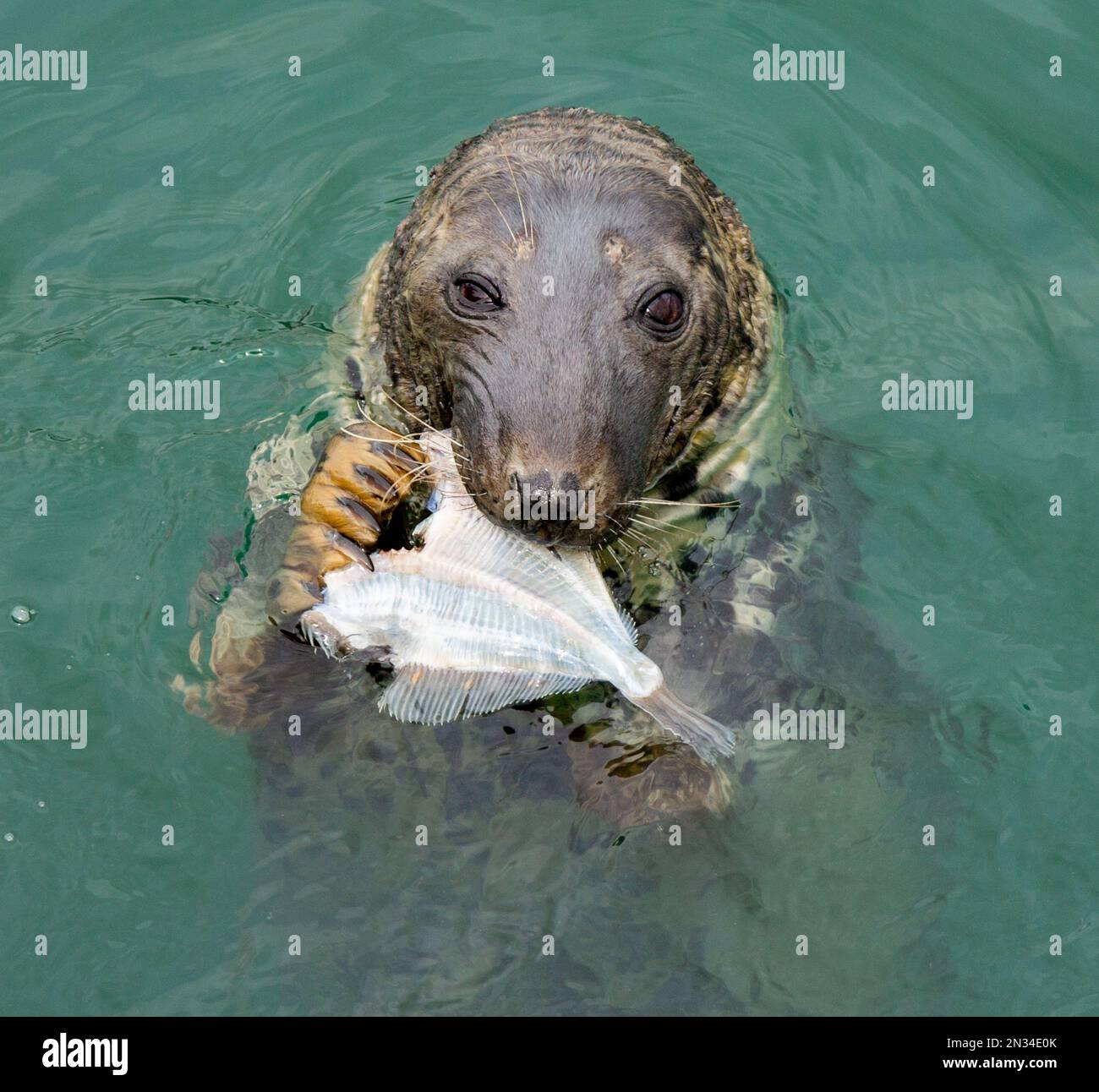 Grey Seal grypus halichoerus mangiare un pesce da vicino. Foto Stock