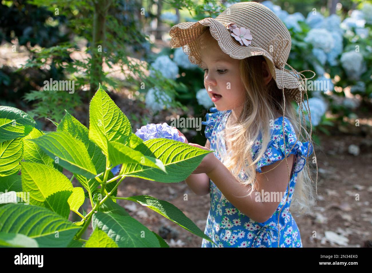 Piccola ragazza caucasica in un vestito blu guardando l'ortensia fiore Foto Stock