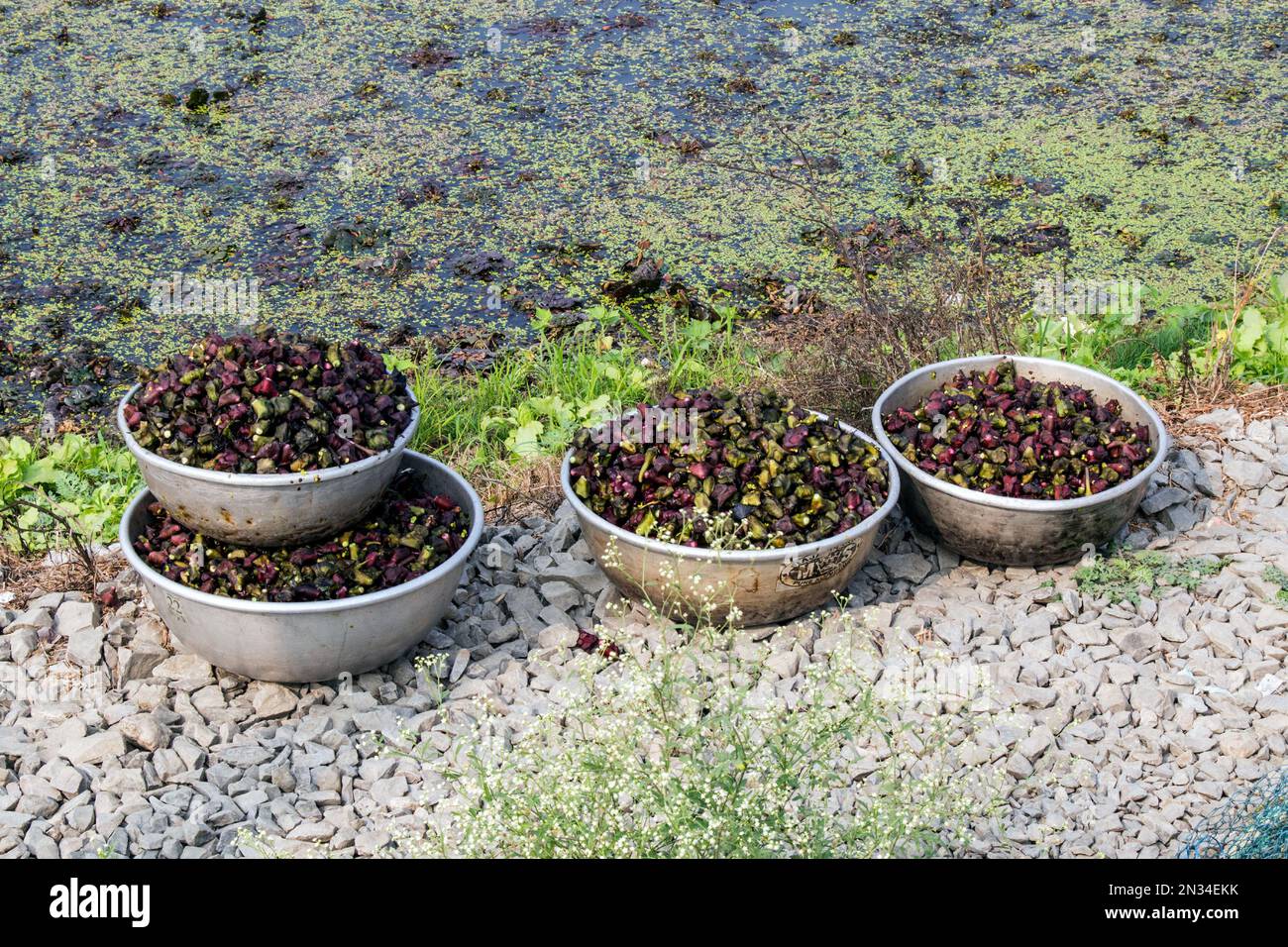 raccolta di castagne d'acqua (paniphal) nella zona rurale occidentale del bengala in india Foto Stock