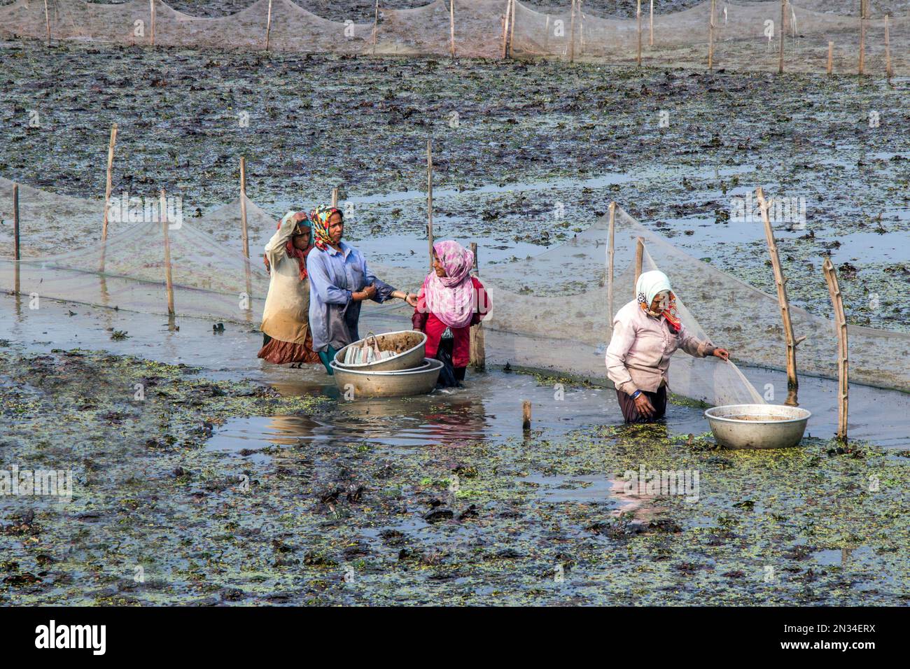 raccolta di castagne d'acqua (paniphal) nella zona rurale occidentale del bengala in india Foto Stock