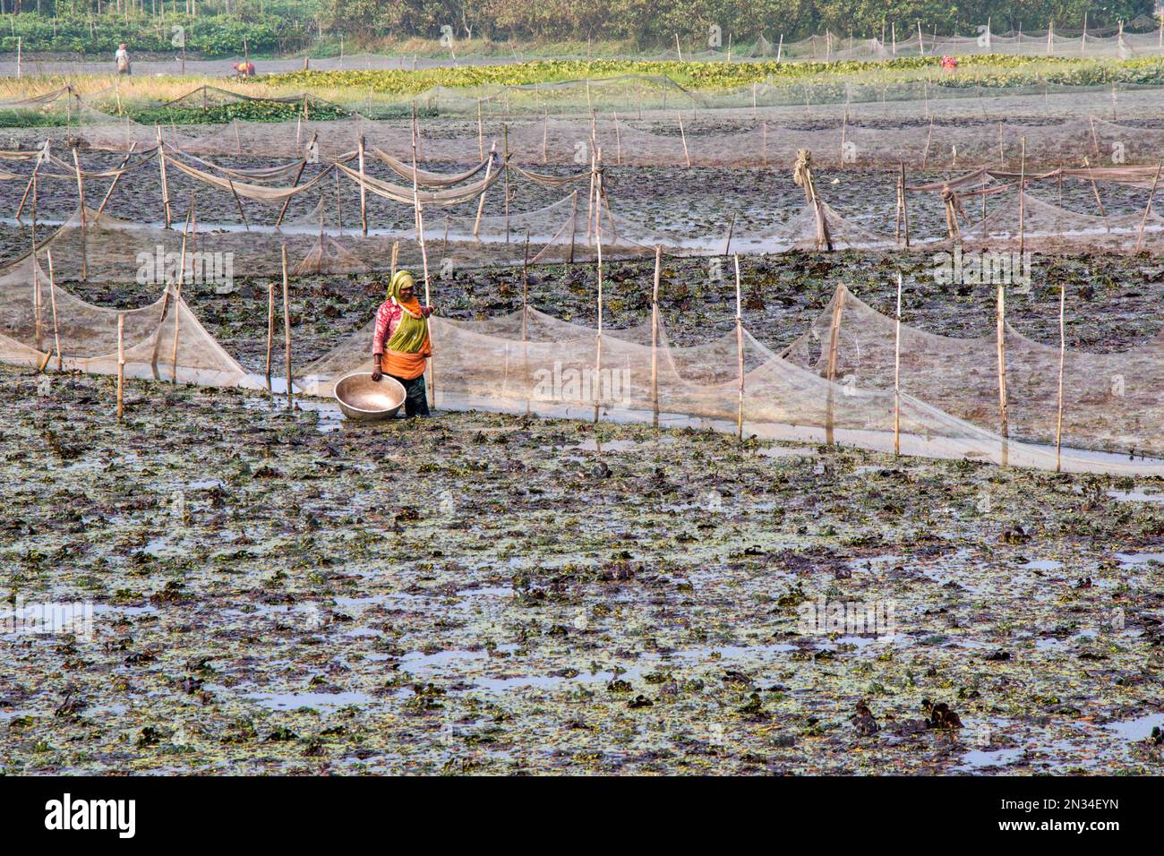 raccolta di castagne d'acqua (paniphal) nella zona rurale occidentale del bengala in india Foto Stock